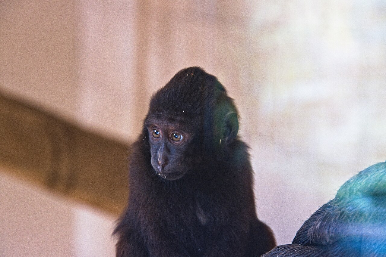 クロザル・ドイツTierpark Gettorf