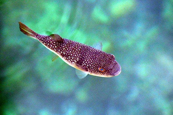 Japan fish, Takifugu niphobles (15154043203).jpg