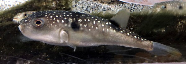 Takifugu alboplumbeus Marinepia.jpg