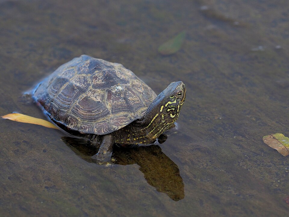 日本の池で見られるクサガメ
