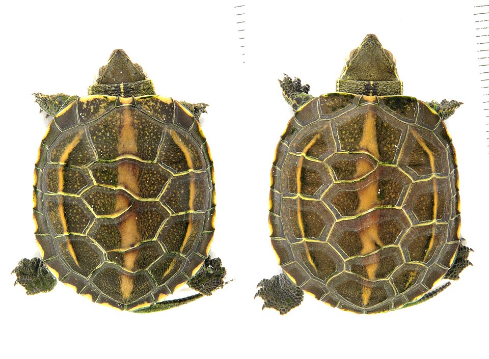 クサガメの幼体（背甲と腹甲の比較）