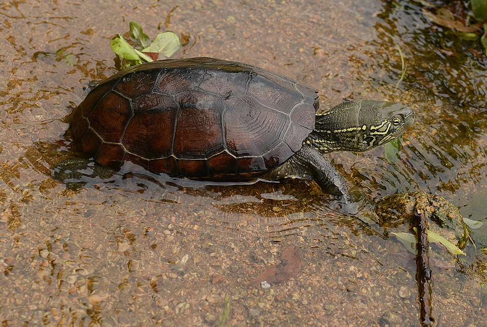 自然環境のクサガメ