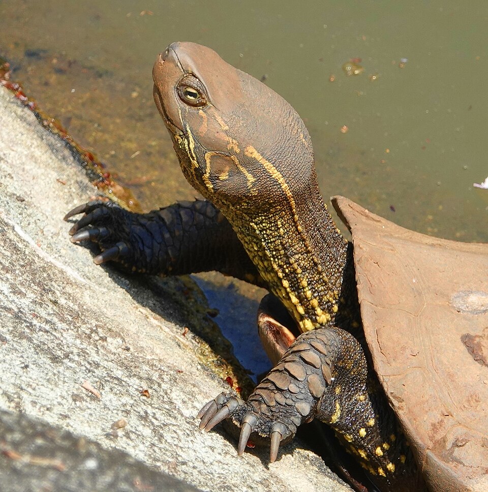 首を伸ばして水辺に佇むクサガメ