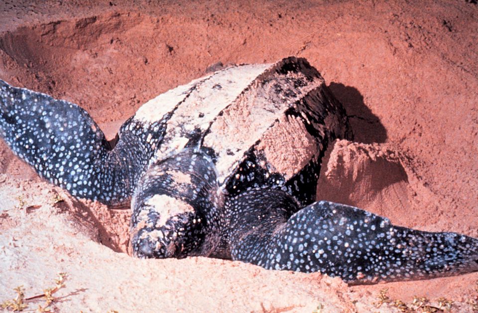 砂浜で産卵する巨大なオサガメ