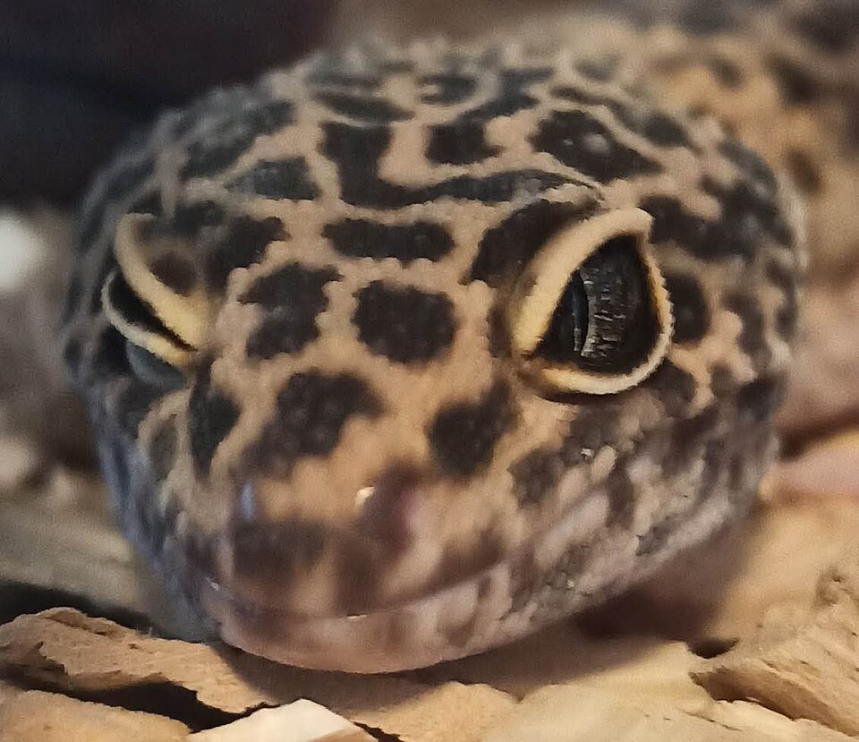 動くまぶたを持つヒョウモントカゲモドキの顔