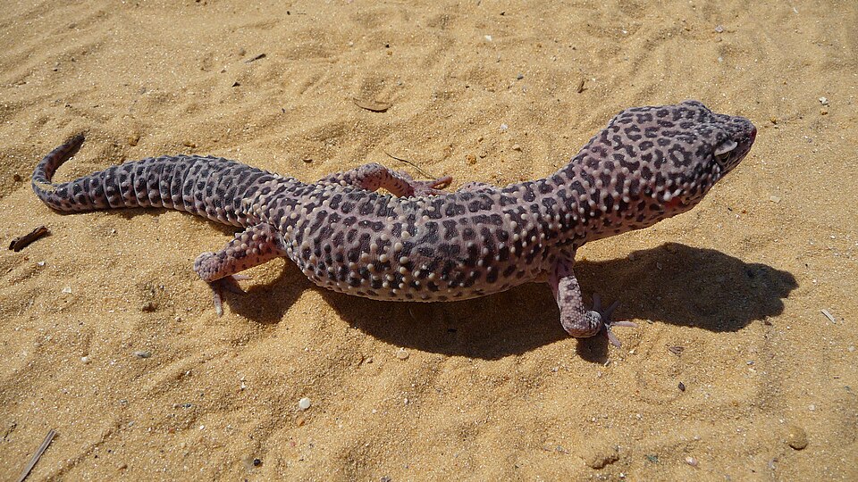 砂の上にいるヒョウモントカゲモドキ