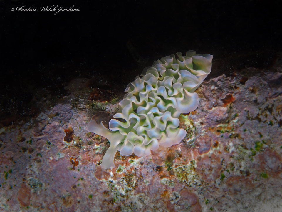 レタスウミウシの全身水中・淡い緑白のヒダ