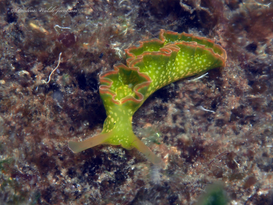 レタスウミウシが立ち上がる姿・鮮やかな緑黄
