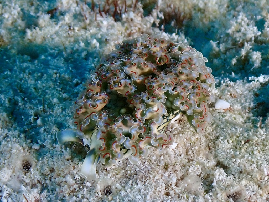 レタスウミウシが白いサンゴ砂に丸まる・赤い縁取りの色型
