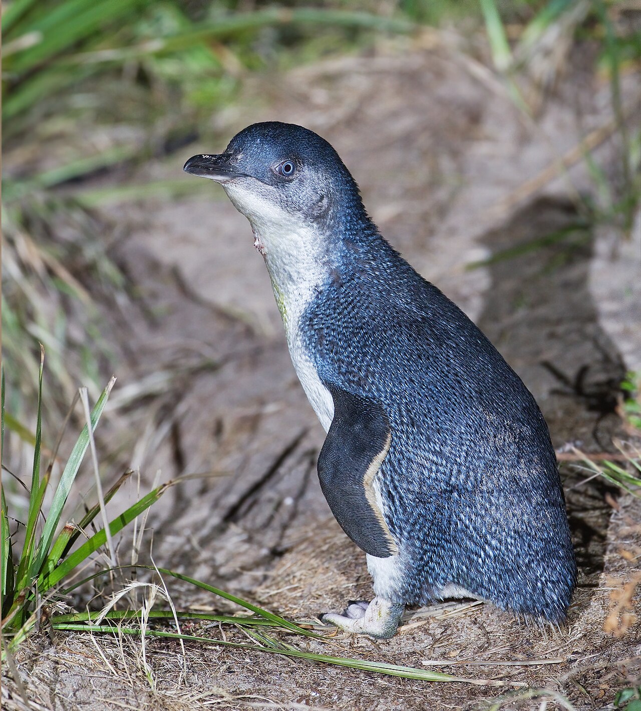コガタペンギンの青い羽