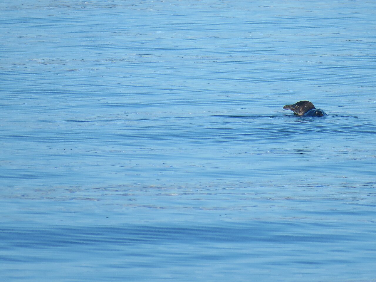 海を泳ぐコガタペンギン