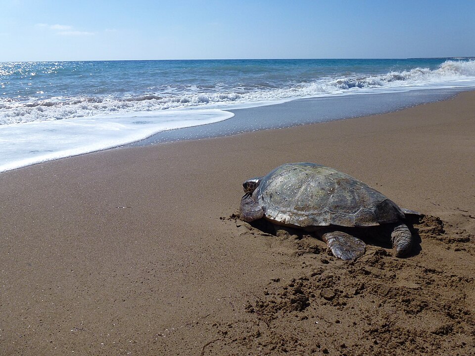 砂浜に上陸したアカウミガメ