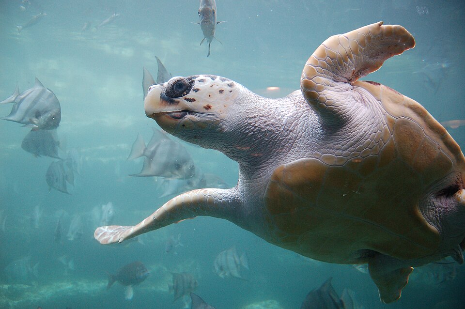 海を泳ぐアカウミガメ