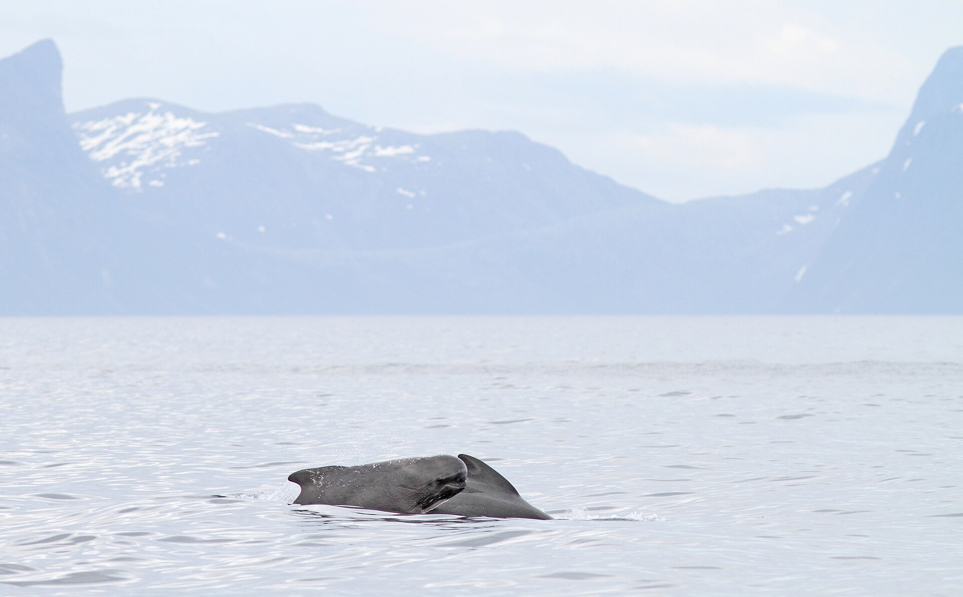 ノルウェー・アンデネス沖に浮上したヒレナガゴンドウ（丸い額と黒い体）