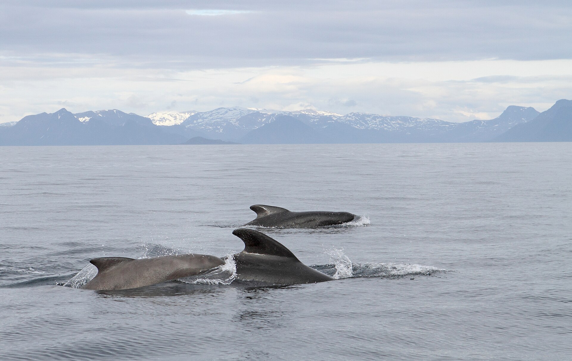 ノルウェー・アンデネス沖を泳ぐヒレナガゴンドウの群れ（母系の家族群）