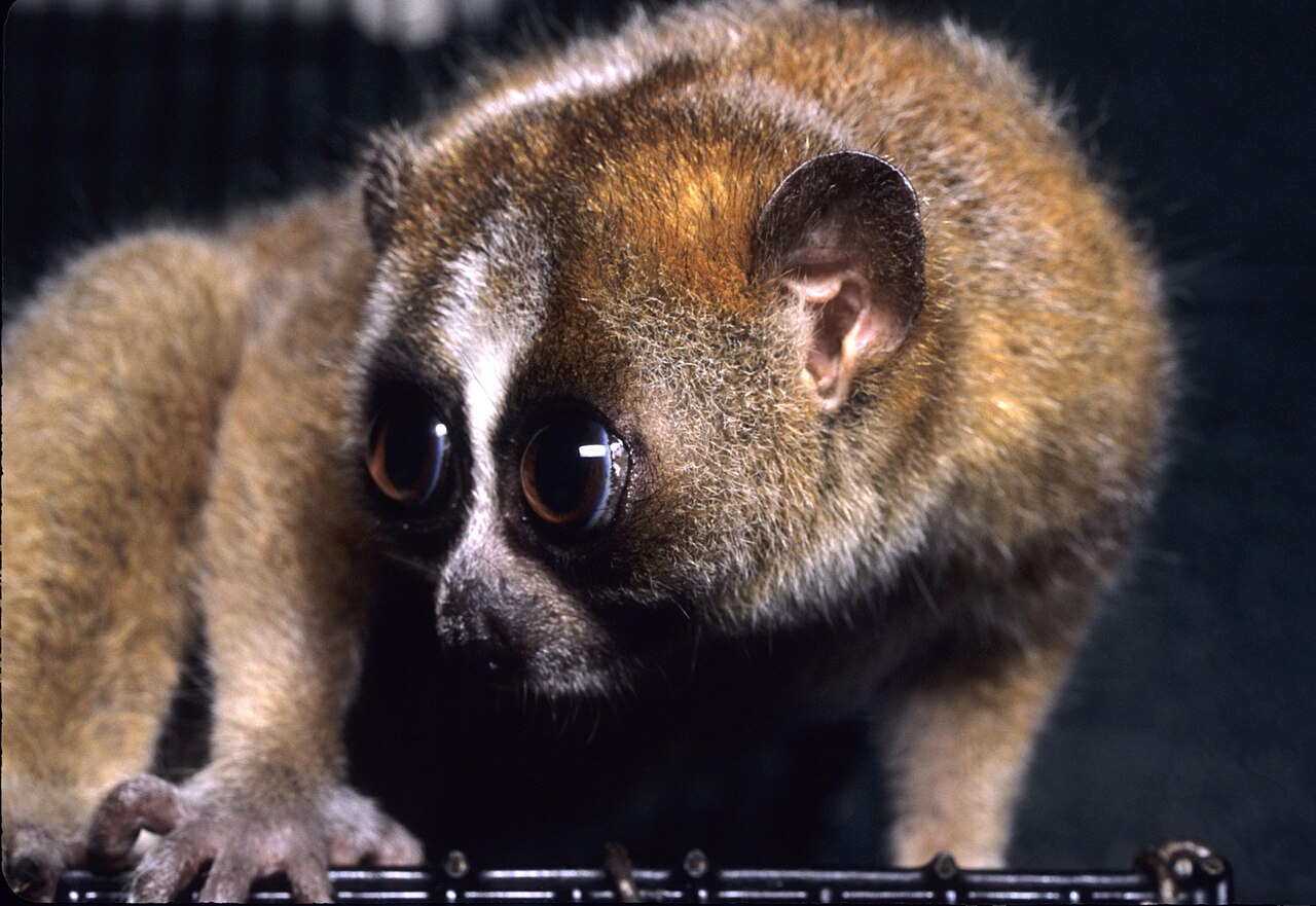 ピグミースローロリス・Duke Lemur Center