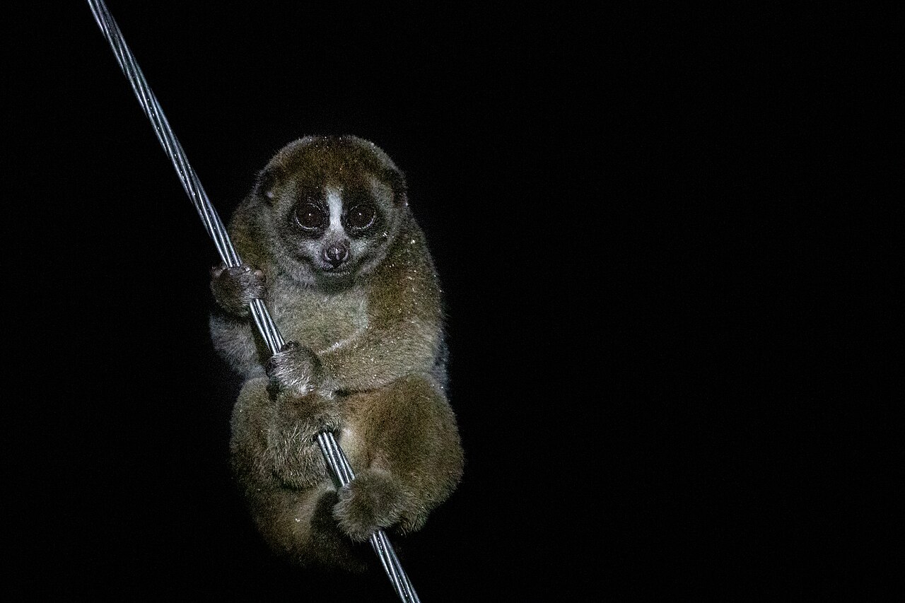 スローロリス・夜間モニタリング