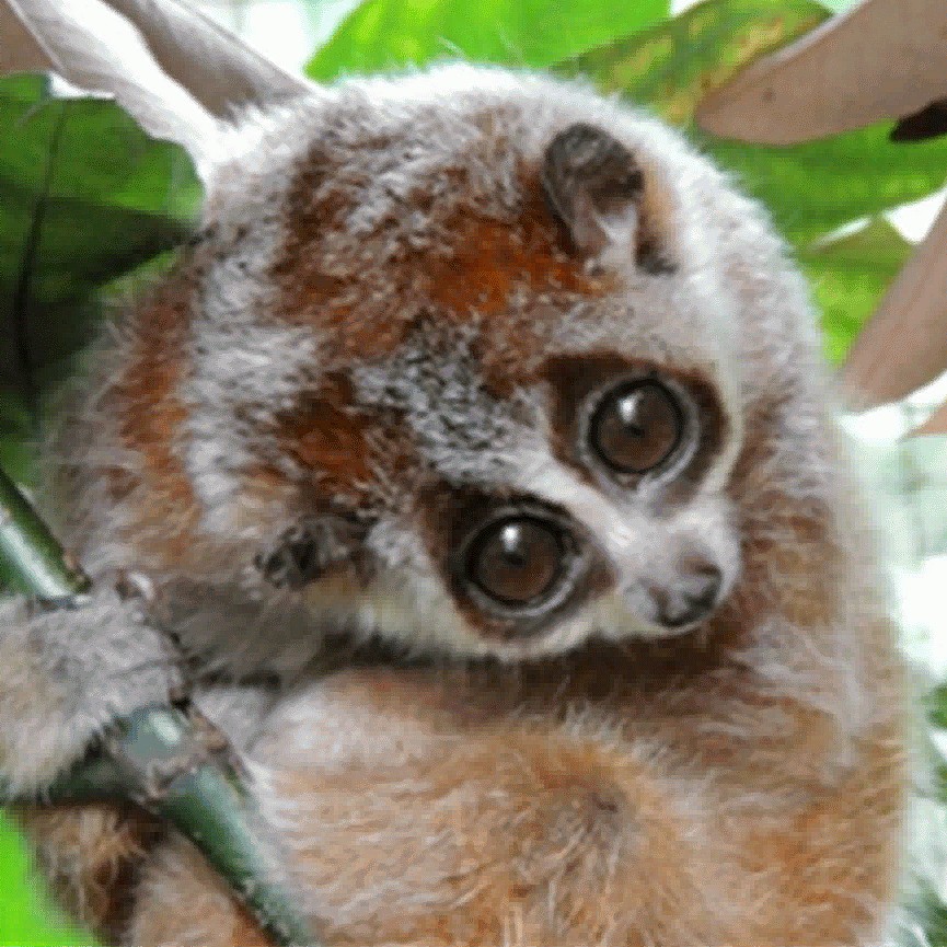 Xanthonycticebus intermedius