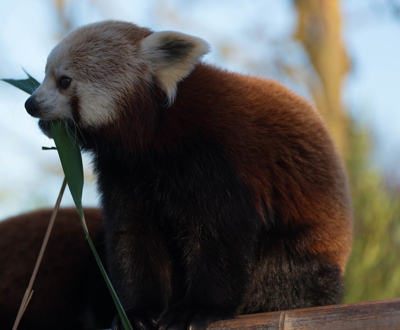 竹を食べるレッサーパンダ