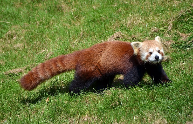 木の上にいる赤茶色のレッサーパンダ