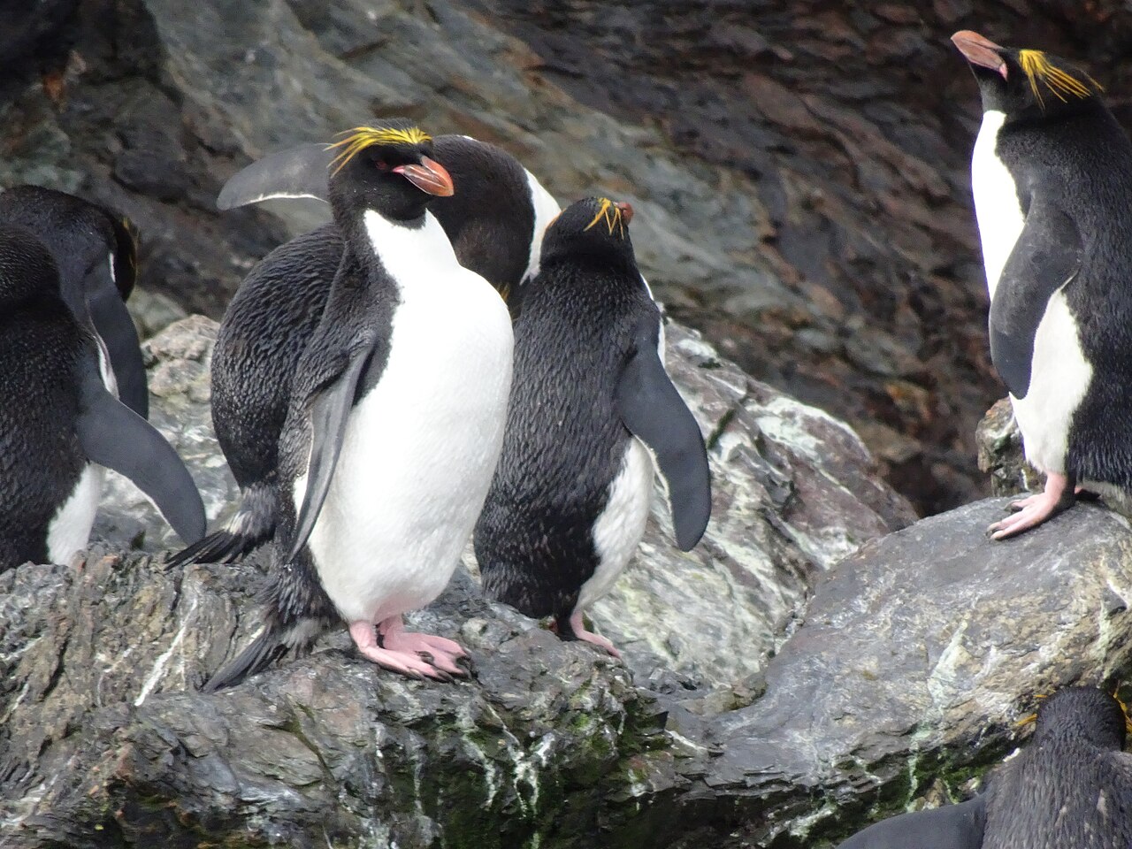マカロニペンギンの群れと黄色い冠羽