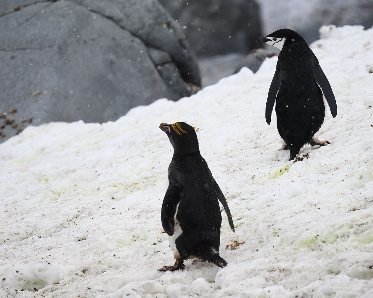 雪の上のマカロニペンギン