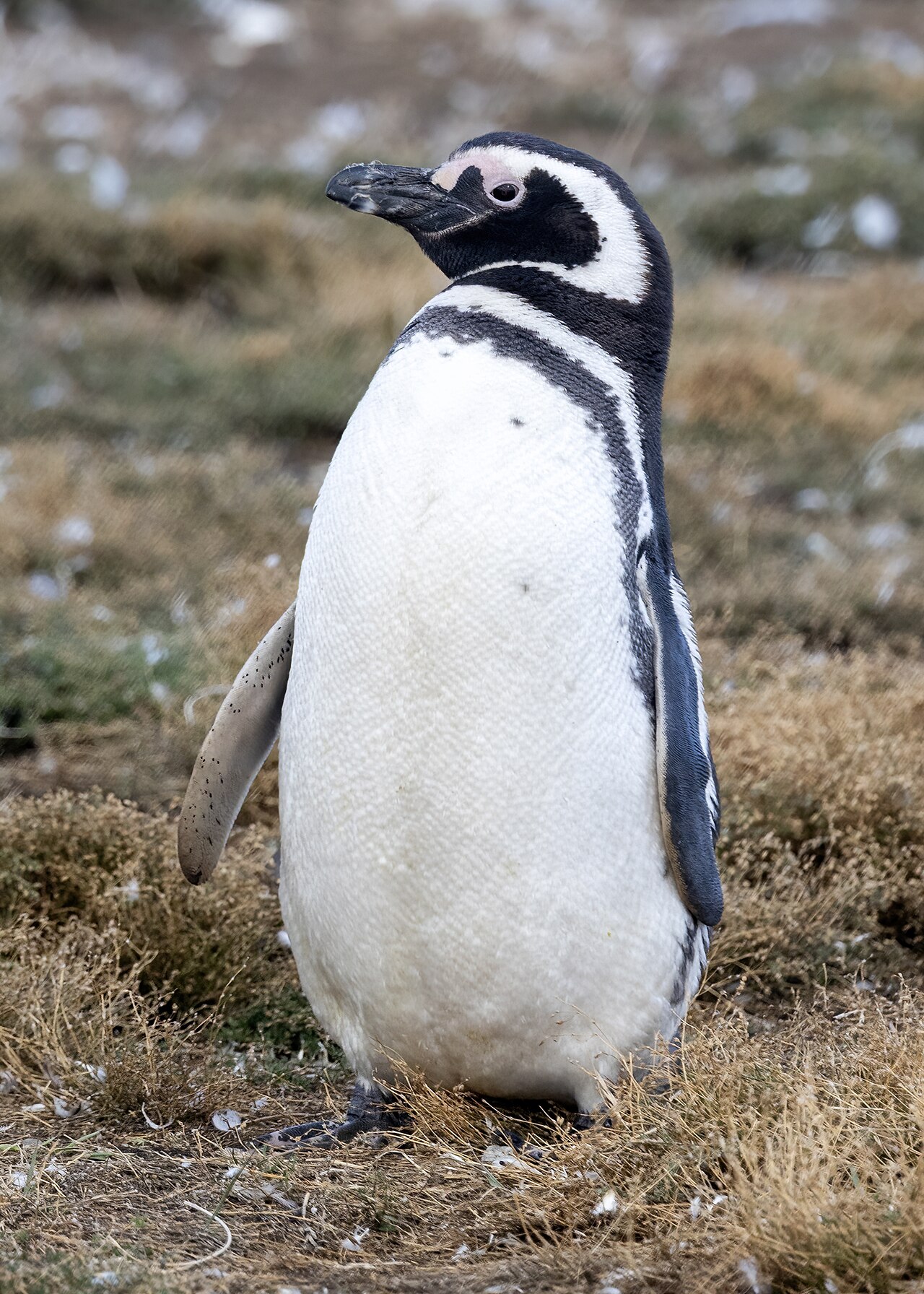 マゼランペンギンの2本の帯