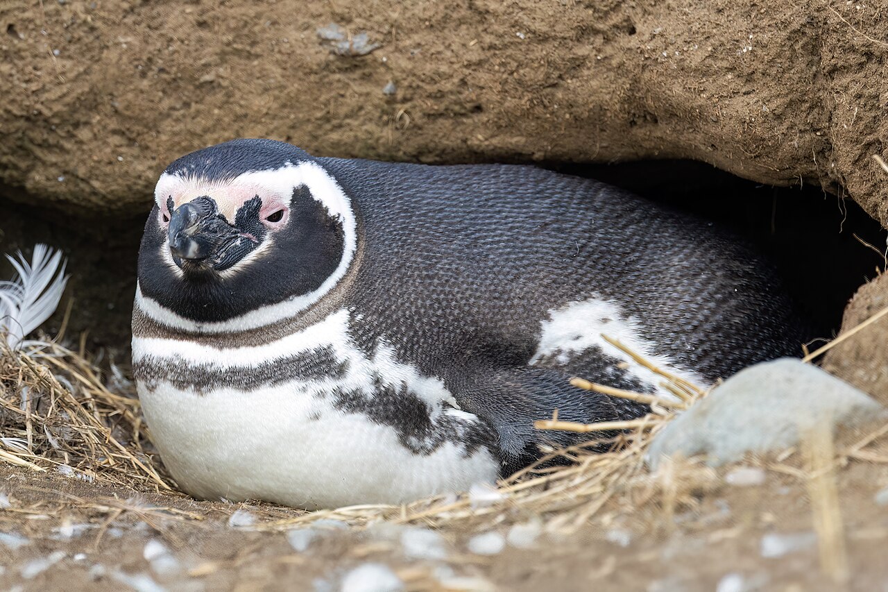 巣穴で休むマゼランペンギン