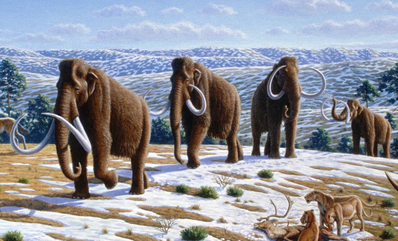 雪原を歩くケナガマンモスの群れの復元画