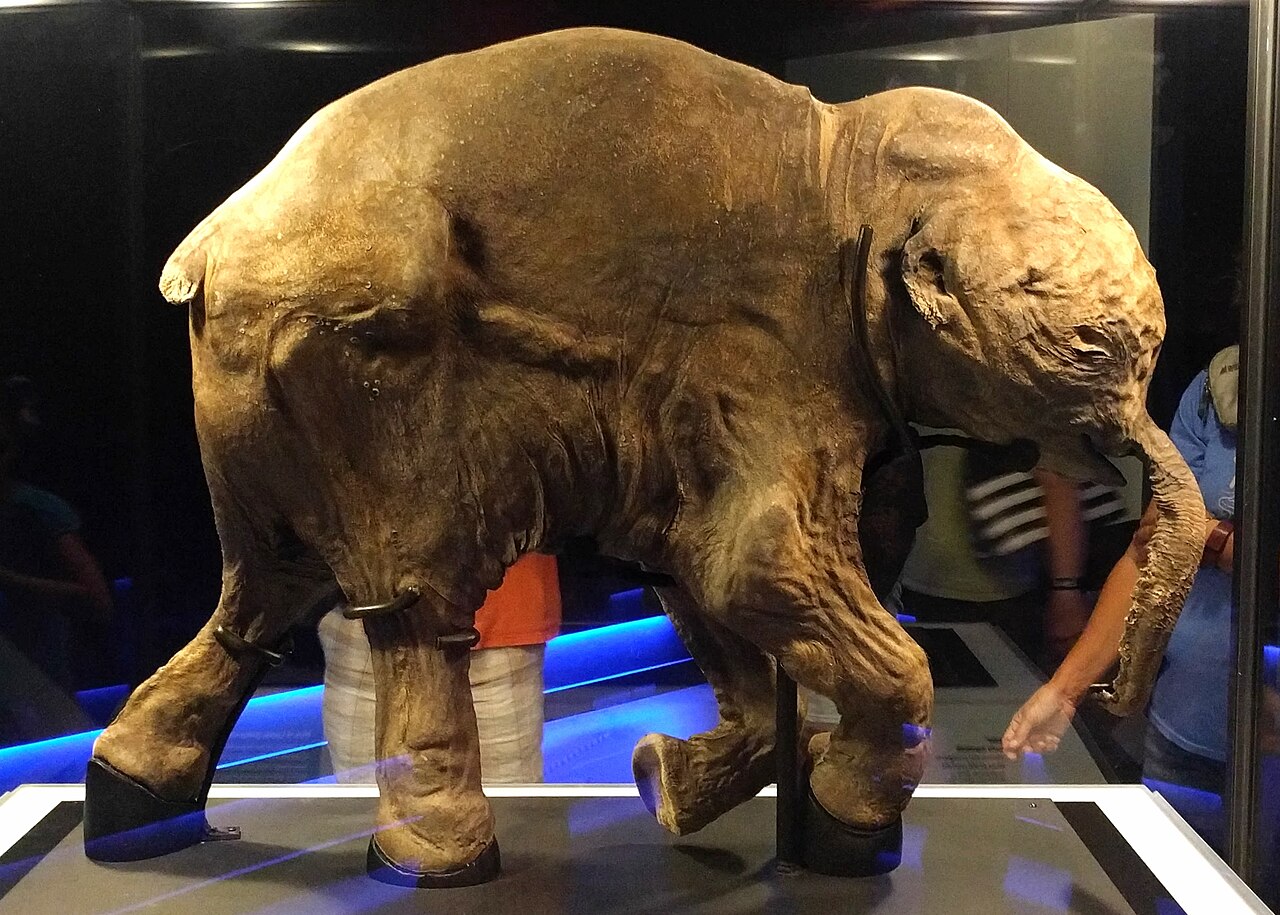 冷凍状態で見つかった子マンモスのリューバ