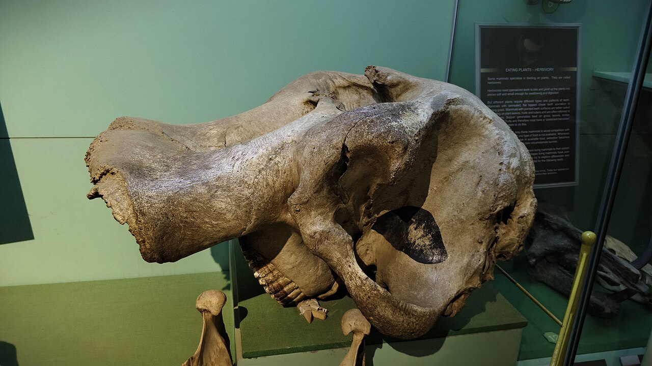 ケナガマンモスの頭骨