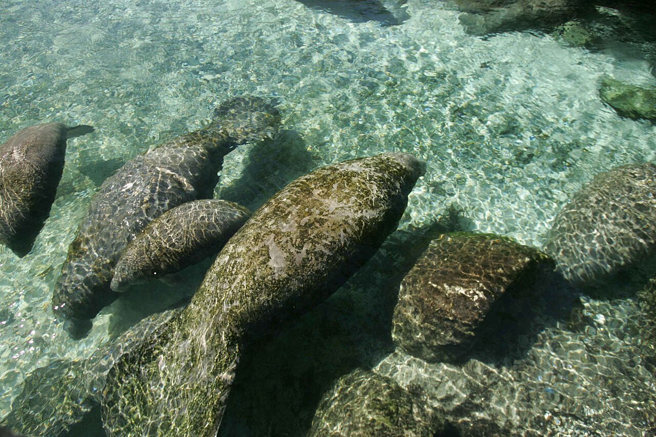 暖かい水辺に集まるマナティの群れ