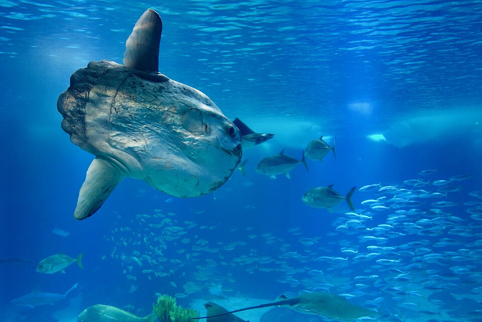 水族館のマンボウ
