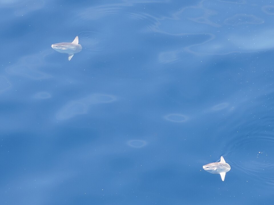 海面近くのマンボウ