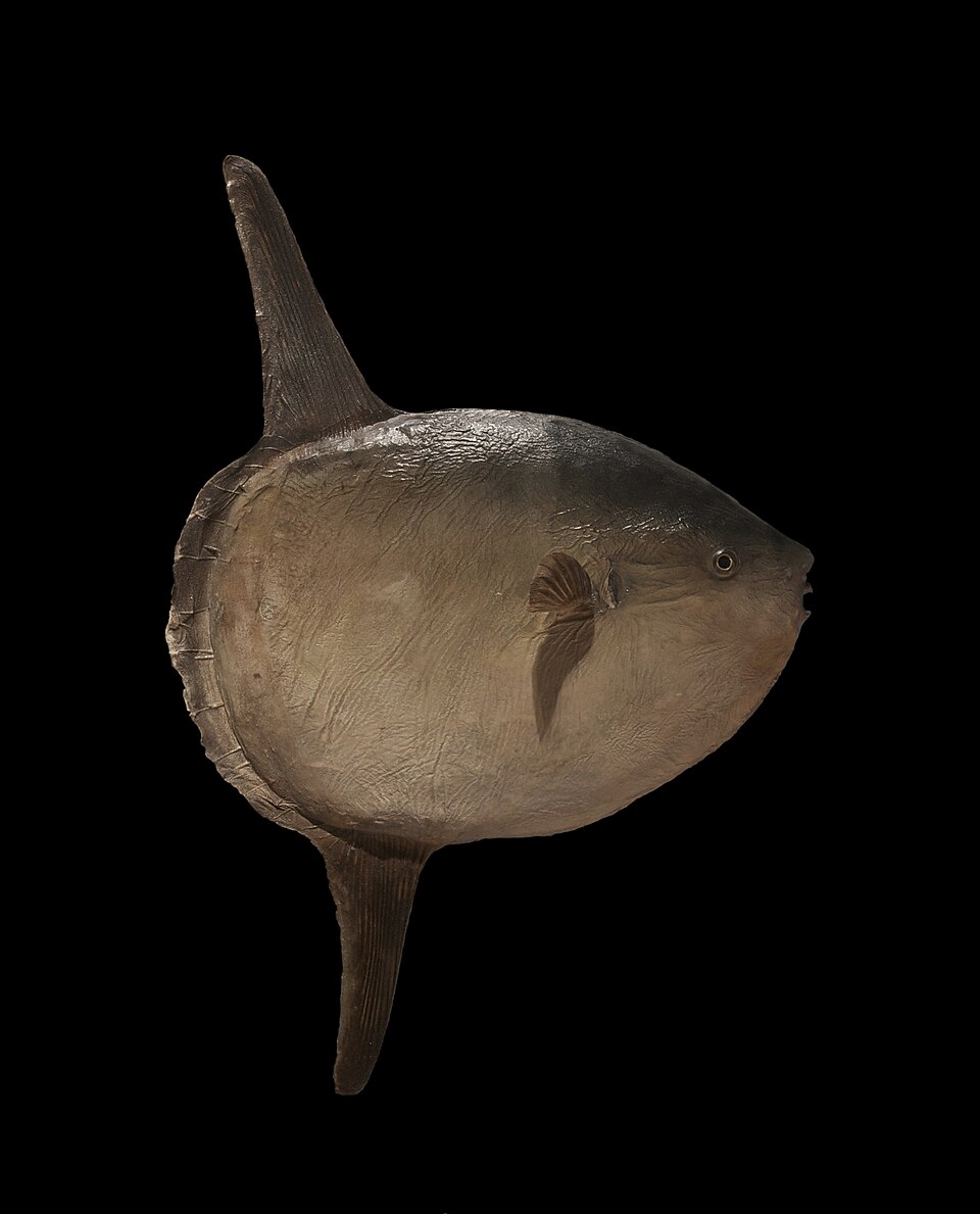 マンボウの全身とダイバー