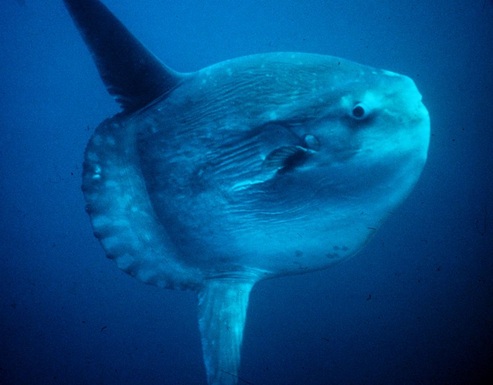海面に浮かぶマンボウ