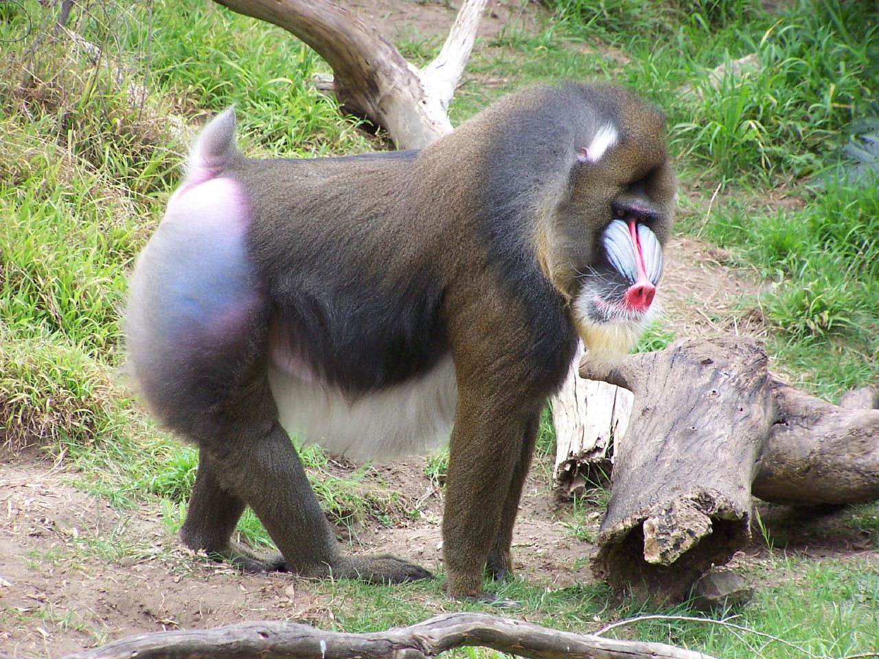 マンドリル・サンフランシスコ動物園
