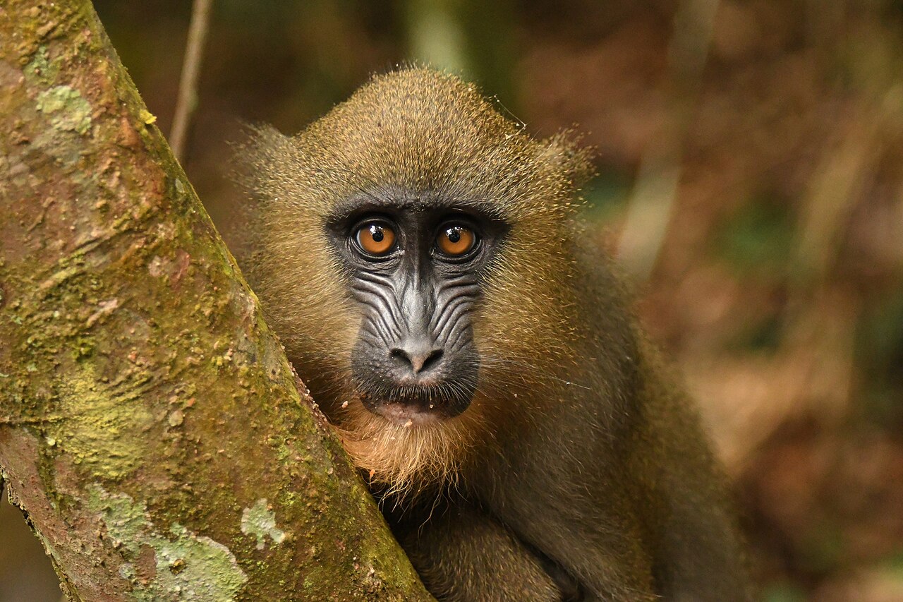 マンドリル・ガボンの野生個体