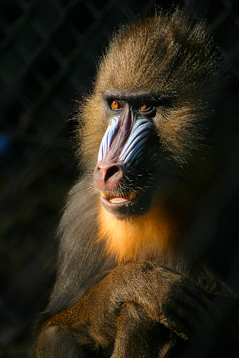 マンドリル・ドイツのTierpark Hagenbeck