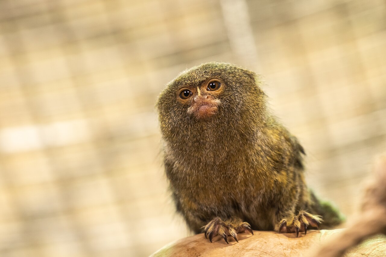 ピグミーマーモセット・サンクトペテルブルク動物園