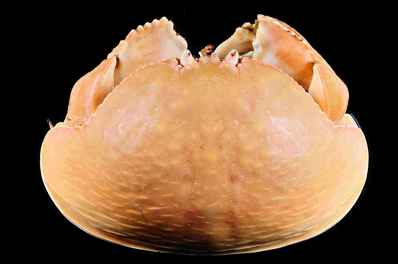 マルソデカラッパの甲羅の形(標本)