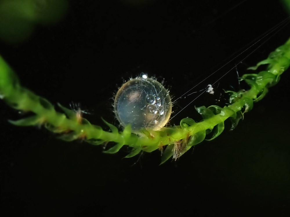 水草についたメダカの卵