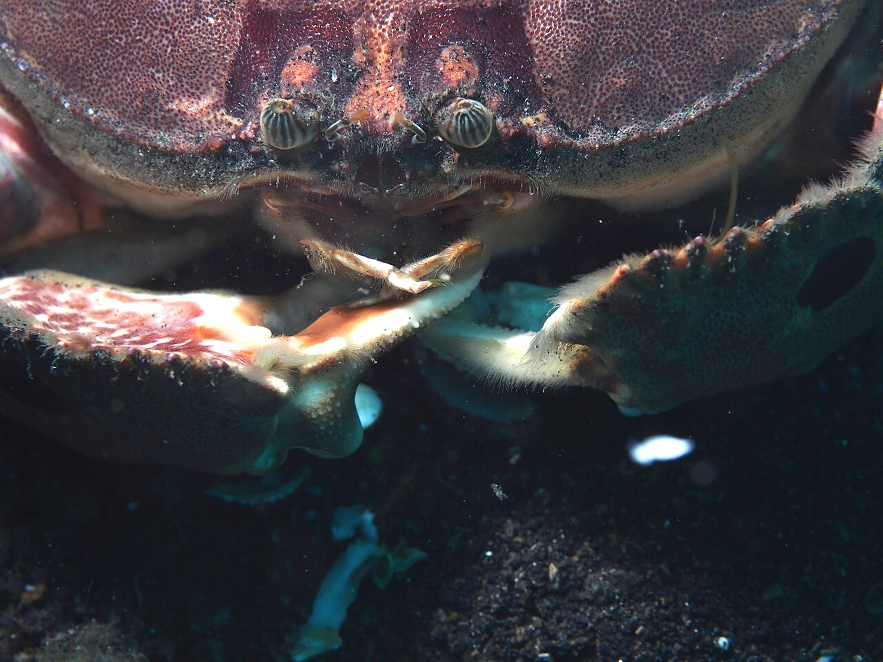メガネカラッパの眼鏡模様