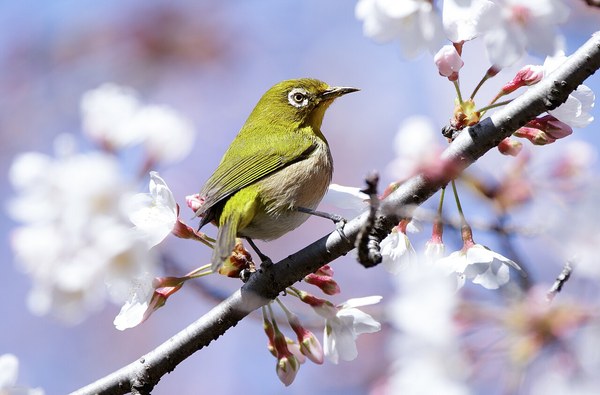 桜の花で吸蜜するメジロ