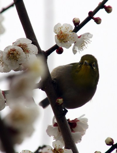 梅の花で吸蜜するメジロ