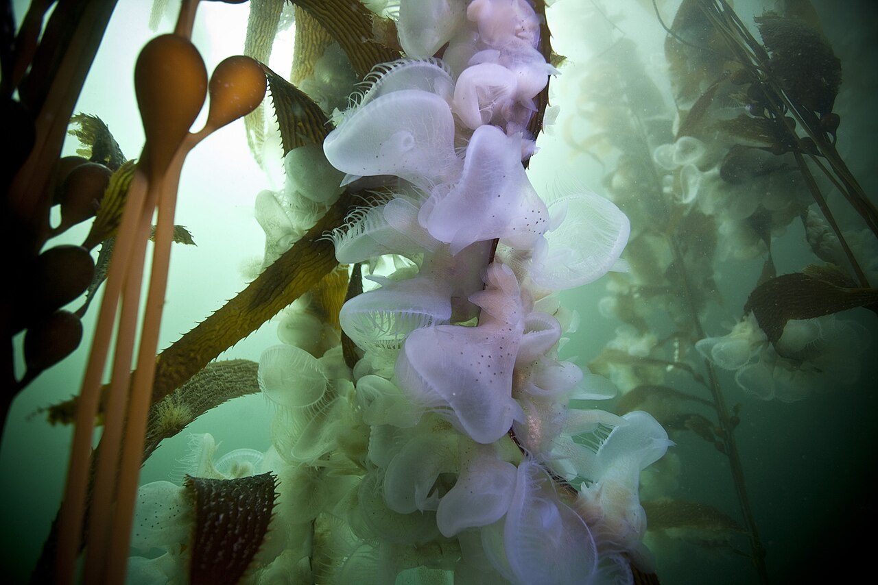 メリベウミウシがケルプの茎に群れる・Big Sur