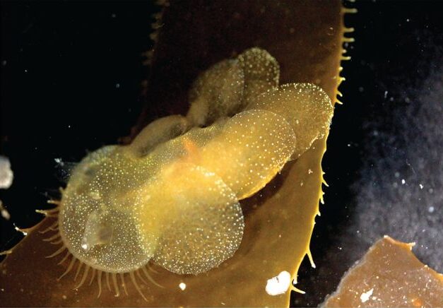 メリベウミウシの黄褐色型・別角度からの姿