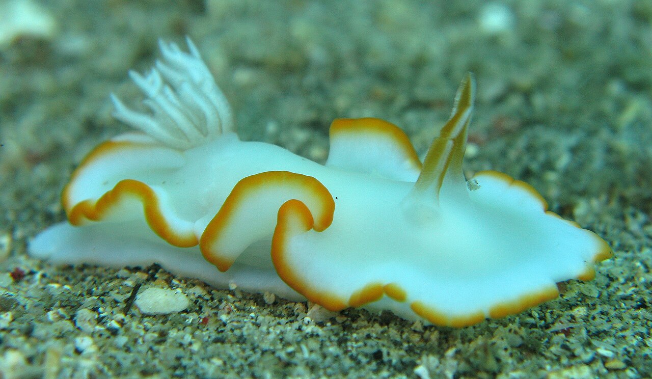 メレンゲウミウシの側面・赤地に大きく波打つ外套膜(Lembeh)
