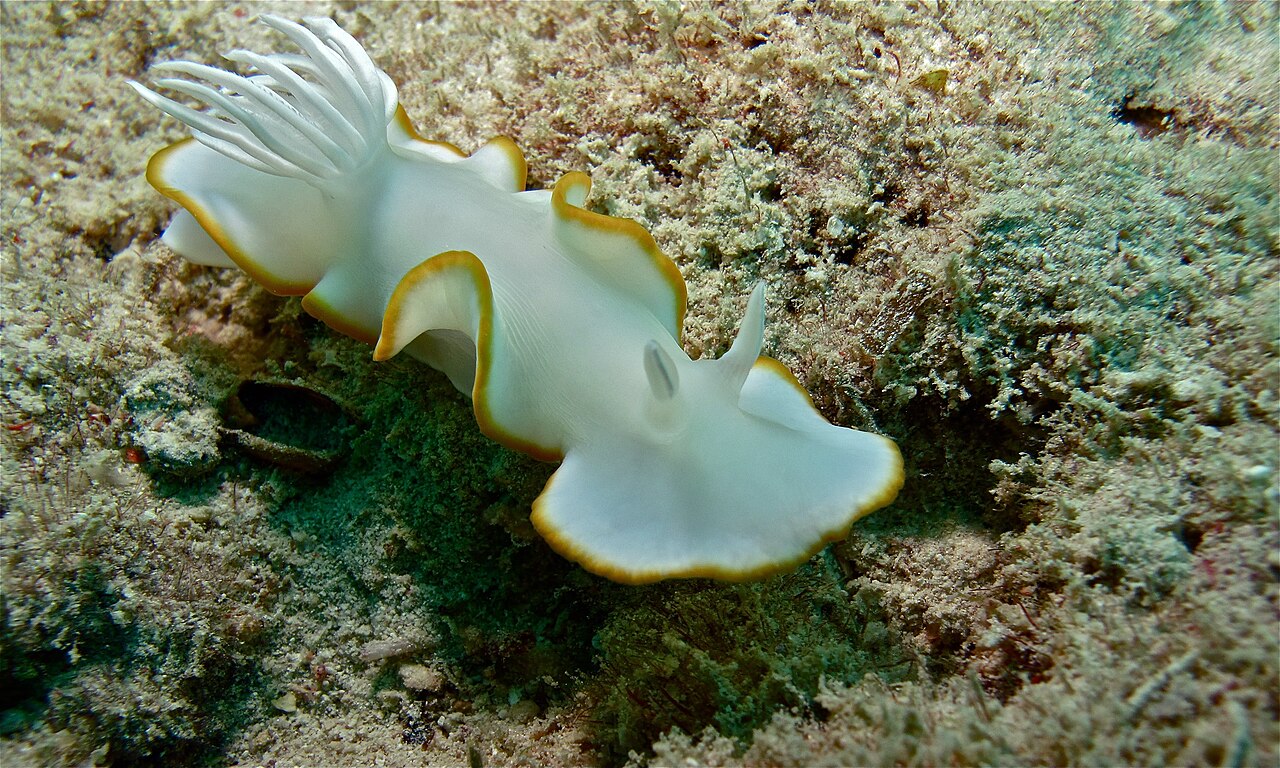 メレンゲウミウシの側面・広く張り出す外套膜のフリル