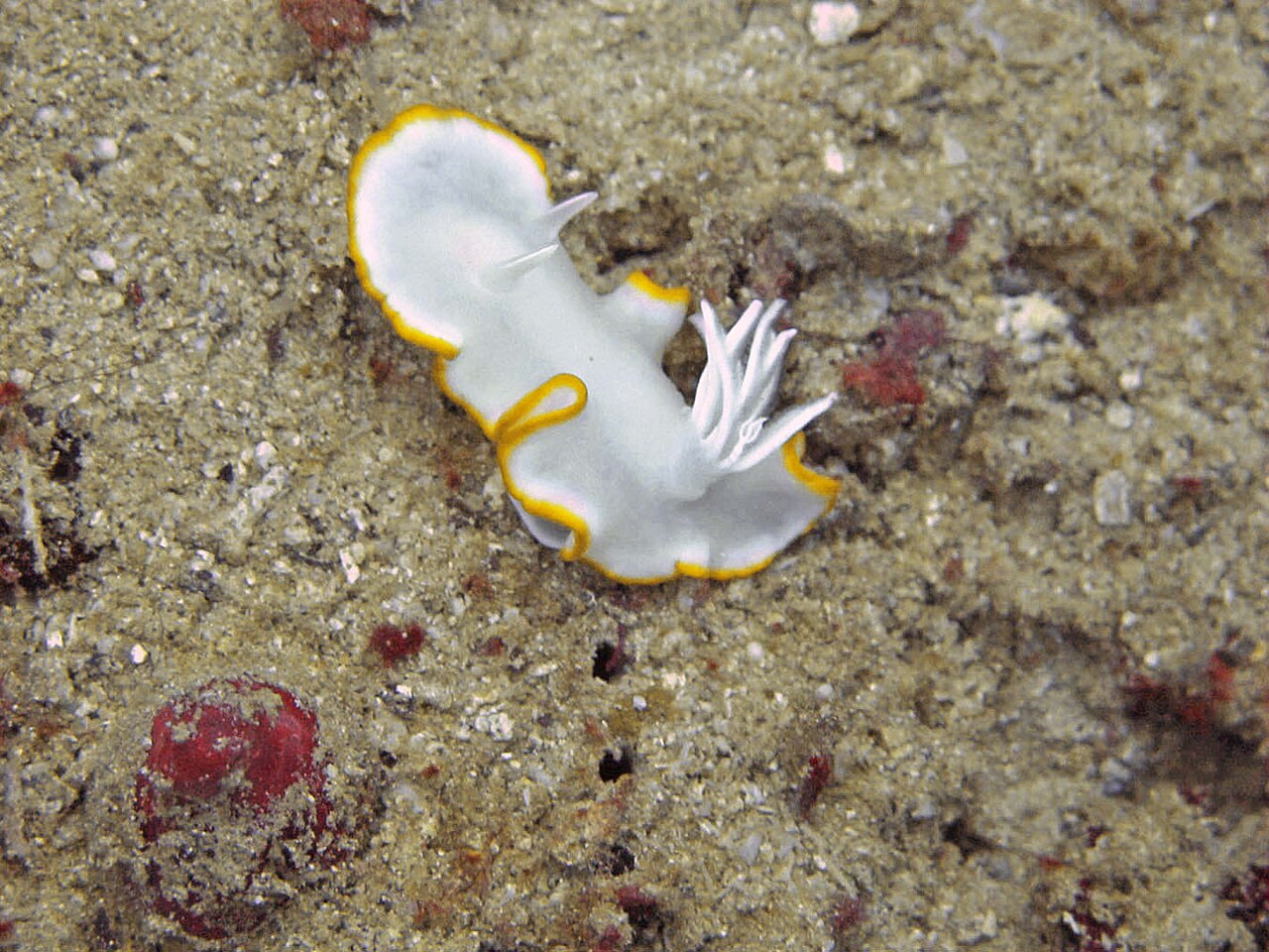 メレンゲウミウシ(インドネシア Raja Ampat の観察例)